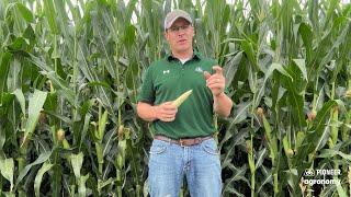 Late July Corn Scouting Tips