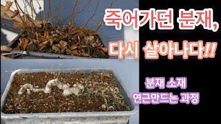 죽어가던 분재나 식물 살리기/분재소재 연근 만드는과정/Storing bonsai or plants / making lotus root for bonsai /