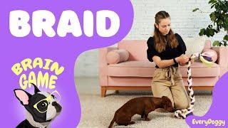 Brain Game for Puppies and Dogs — Braid | EveryDoggy