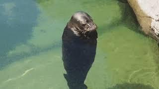 There is no need to be upset (Spinning seal in water [1 hour long])