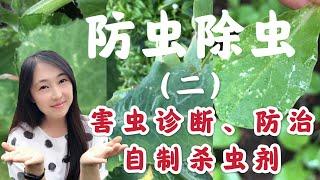 【菜园子17】种菜防虫除虫（之二）害虫诊断，防治，自制杀虫剂 |如何防治蜗牛，鼻涕虫，菜青虫，潜叶蝇，蚜虫，白粉虱