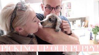 PICKING UP OUR PUPPY!!!  Long Hair Miniature Dachshund   |  Fashion Mumblr