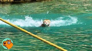 Two Cats Jump In The Water And Swim Till They Can't | Cuddle Buddies