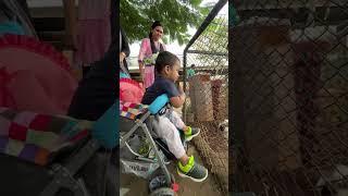 Hand feeding #zoo #vlog