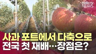 진화하는 사과 농사…전국 첫 '포트 다축 재배'ㅣ#헬로tv뉴스