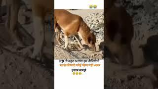 Be it a human being or an animal, a mother is a mother | mother's love | feelings | Vijay chandola