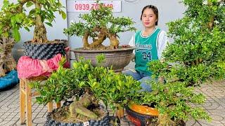 Thúy An 27/10 chào bán lô bonsai phong phú đa dạng chơi hoa ăn trái có đủ