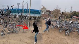 Aaj road se Fancy pigeon paker liya  || how to catch pigeons ||