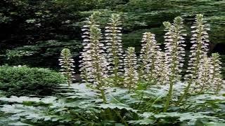 Cool Bear's Breeches Acanthus mollis