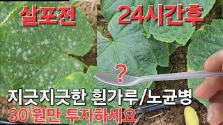 흰가루/노균 30원이면 완전해결#White powder/downy mildew is cured with just this#농사유튜브