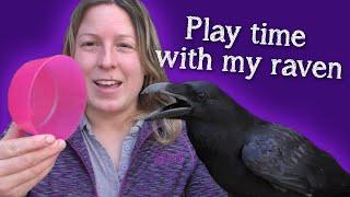 Fable the Raven | Play time and chill time