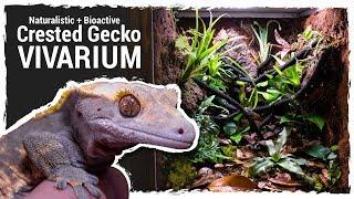 Naturalistic + Bioactive Crested Gecko Vivarium (Housing Henry 2.0)