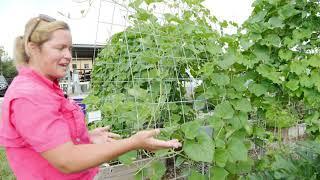 Exploring Cucurbits