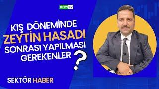 SEKTÖR HABER | KIŞ DÖNEMİNDE ZEYTİN HASADI SONRASI YAPILMASI GEREKENLER