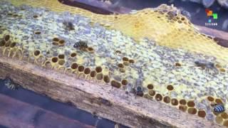 Venezuela: Brazil's Honey Cooperation Project to Promote Biodiversity