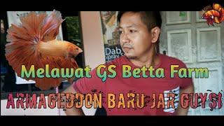 Melawat GS Betta Farm | Armageddon Betta 