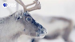 Follow Thousands of Reindeer on an Epic Journey