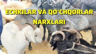 QO'CHQORLAR VA ECHKILAR NARXLARI. OLMALIQ MOL BOZOR