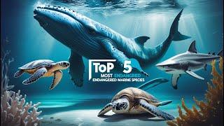 Top 5 Endangered Marine Species and How You Can Help Save Them