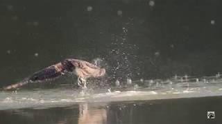 Jagende visarenden in De Biesbosch en Zuid Limburg. The hunt of the ospreys