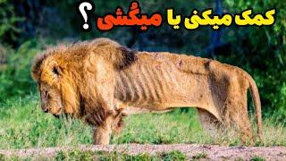 ۳۰ فیلم کمک انسان های مهربان به حیوانات دردمند