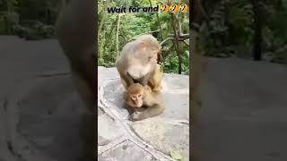 monkey funny Video| tapa tap tapa tap #shorts #comedy #funny