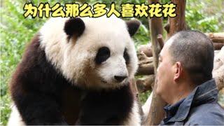 huahua panda为什么那么多人喜欢大熊猫花花，始于颜值陷于性格，花花值得更多人喜欢