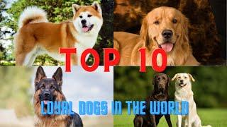 The 10 Extreme Loyal Dog Breeds | Fast & Curious