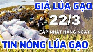 Giá lúa gạo hôm nay 22/3/2025 -GẠO TĂNG MAMH5 Giá lúa tươi tại ruộng |GIÁ LÚA GẠO NGÀY NAY