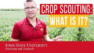 Crop Scouting: WHAT is Crop Scouting and WHY should we do it