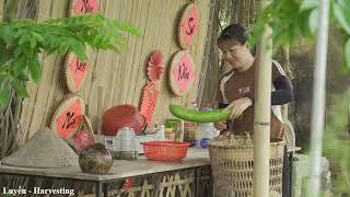 Farm Life | Harvesting Wine Gourd Fruit & Recipe for making wine from this fruit - Lý Tiểu Luyến