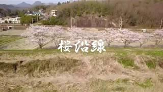 桜沿線 【空撮】