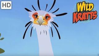 Wild Kratts - Raptors, The Hunter Birds | Kids Videos