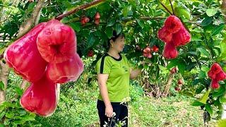 Harvest And Sell & Make Fruit Flavored Jelly - Thanh farm life