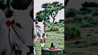 || Jagat Ki Mata Hintu Dharma || #cow