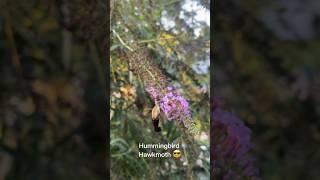 Hummingbird Hawkmoth #organicgarden #zone8b #gardening #funknowledge