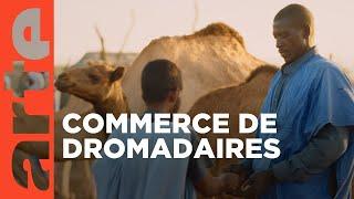 Mauritanie, le marché aux dromadaires | Marchés du monde | ARTE Family