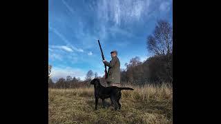 Driven Pheasant Shooting Scotland with Labrador Retriever Gundog