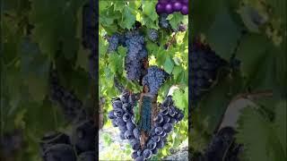 Purple grapes #short #beshi