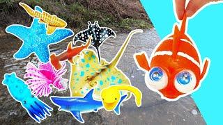 Kids Learn | Sea Animal Names at the Brook for Babies Toddlers: Sea Lion Shark Jellyfish Seahorse