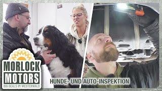 Tierischer Spezialauftrag: Tausche Bus-Inspektion gegen Hunde-Untersuchung | Morlock Motors