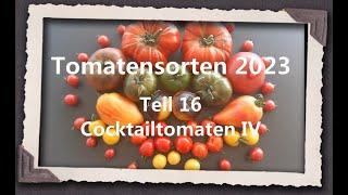 Tomatensorten 2023 Teil 16 - Cocktailtomaten IV