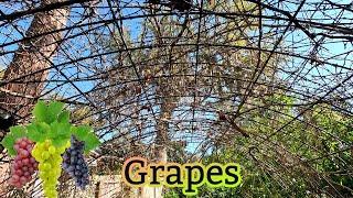 Creating an Overpass of Vines! | Southern Latitudes