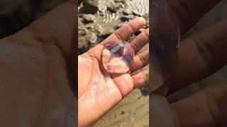 I am back with magic with sea jellyfish  #seacreatures #oceanographer #shorts