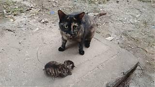 Cat mother, struggling to survive, helplessly gave the kitten to the passerby who had once fed her.