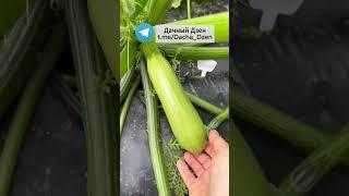 Срочно удалите это у КОБАЧКОВ #дом #огород #кабачки #дача