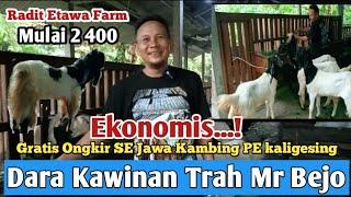 2.400...!! GRATIS ONGKIR SE JAWA KAMBING PE KALIGESING #bibitkambing #kambingpe #hargakambing