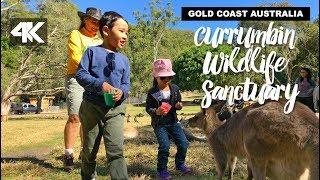 Currumbin Wildlife Sanctuary - Gold coast, Australia (TRAVEL)