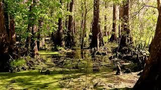 Swamp