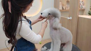 [애니살롱] 양을 미용해 보겠습니다...  / 양을닮은 개 베들링턴테리어/ Bedlington Terrier grooming